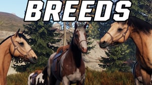 Horse Breeds