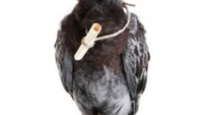 Message Bird
